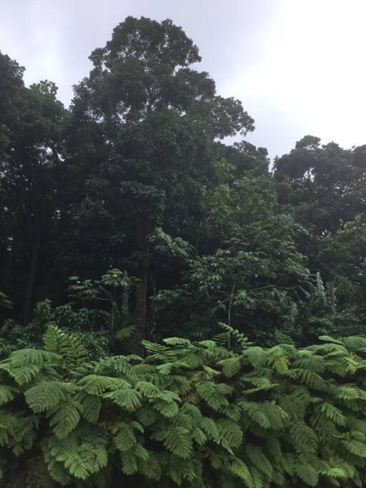 Les Lucioles 1 Beau T2 En Foret Tropicale Avec Acces Piscine Saint-Joseph Luaran gambar